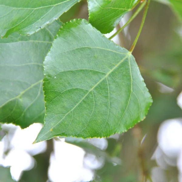 Populus nigra 'Vereecken' – Europese zwarte populier (cv)