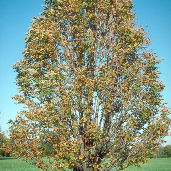 Aesculus hippocastanum 'Umbraculifera' – Kleine paardenkastanje (cv)