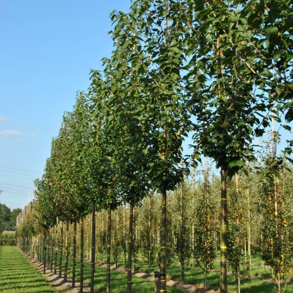 Prunus avium 'Landscape Bloom' – Sierkers (cv)