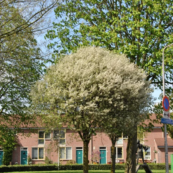 Prunus ×eminens 'Umbraculifera' – Sierkers (cv)