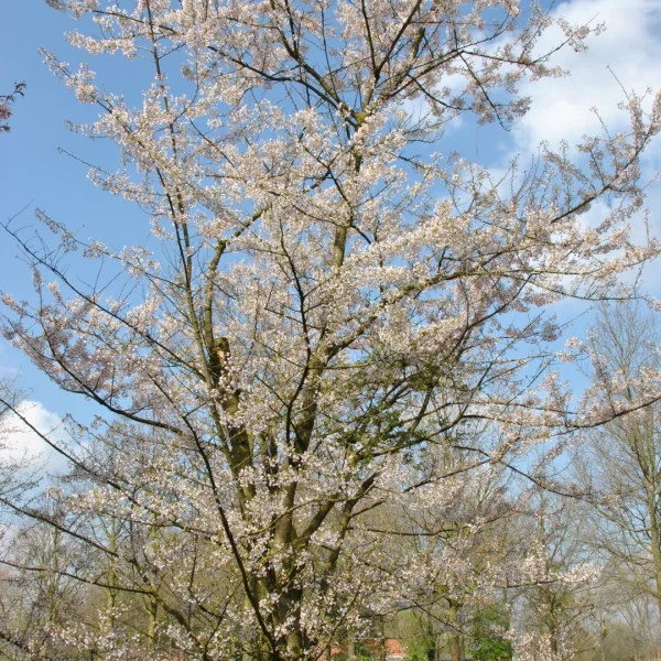 Prunus incisa 'Lotte'