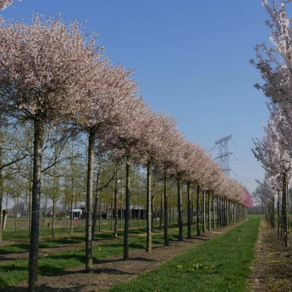 Prunus incisa 'Kojou-no-mai'