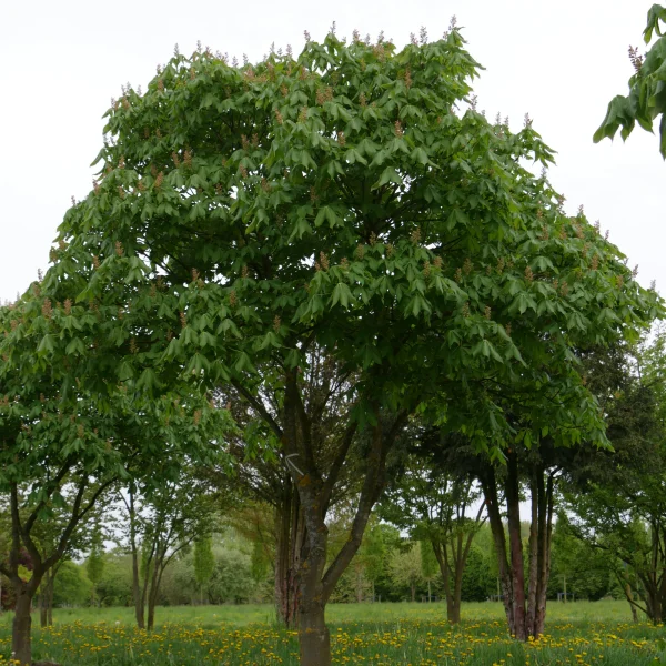 Aesculus ×mutabilis 'Induta' – Dwerg-paardenkastanje