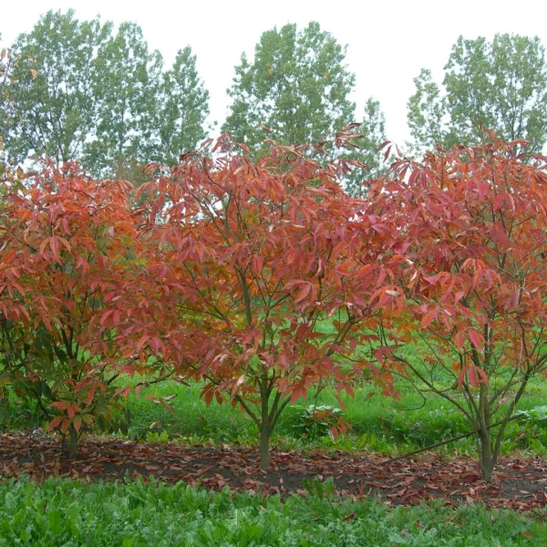 Aesculus ×neglecta 'Autumn Fire'