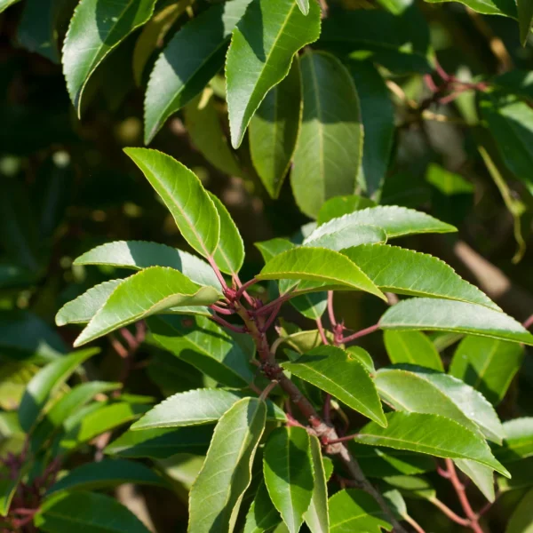 Prunus lusitanica 'Angustifolia' – Portugese laurierkers (cv)