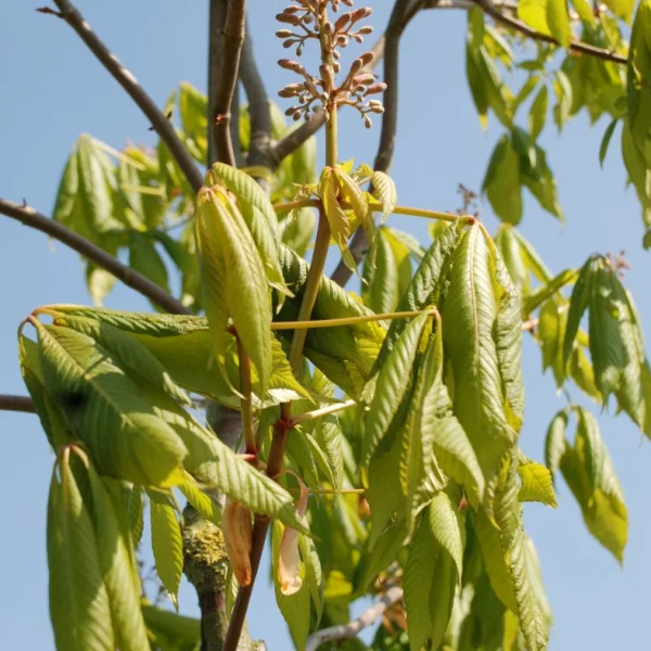 Aesculus pavia var. discolor – Rode pavia (v)