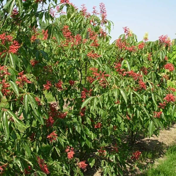 Aesculus pavia var. splendens – Rode pavia (v)