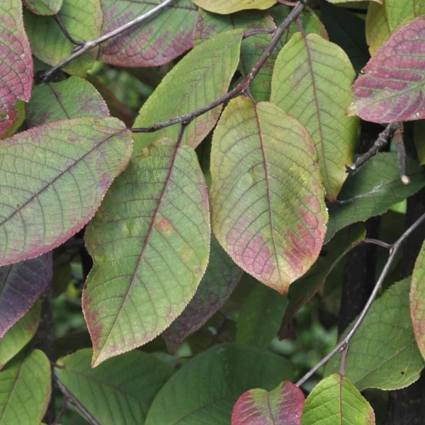 Prunus padus 'Colorata' – Vogelkers (cv)