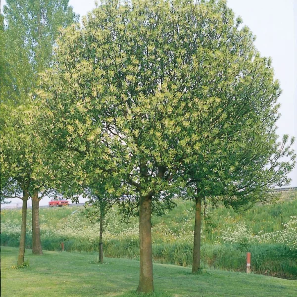Prunus padus 'Nana' – Vogelkers (cv)