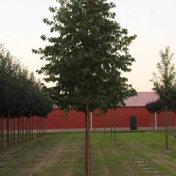 Prunus pensylvanica 'Auburn Splendor' – Sierkers (cv)
