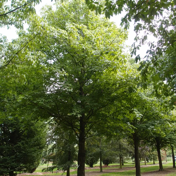 Aesculus pavia 'Atrosanguinea' – Rode pavia (cv)