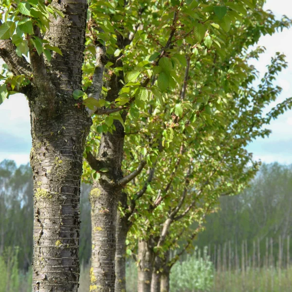 Prunus ×schmittii – Sierkers