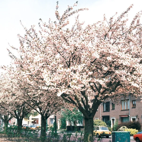 Prunus serrulata 'Hokusai' – Sierkers (cv)