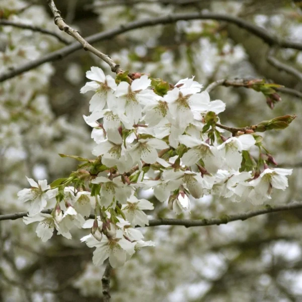 Prunus serrulata 'Jo-nioi' – Sierkers (cv)