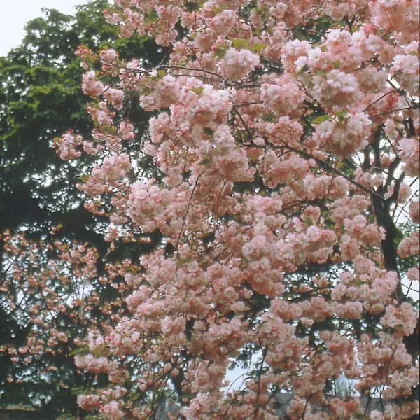 Prunus serrulata 'Pink Perfection' – Sierkers (cv)