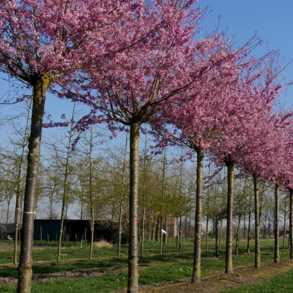 Prunus ×subhirtella 'Fukubana' – Sierkers (cv)