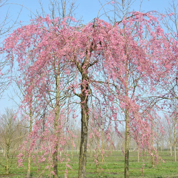 Prunus ×subhirtella 'Pendula Plena Rosea' – Treursierkers (cv)