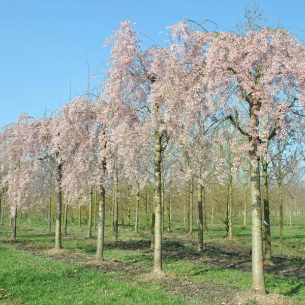 Prunus ×subhirtella 'Pendula' – Treursierkers (cv)