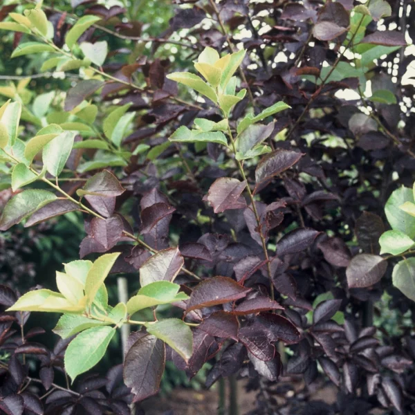 Prunus virginiana 'Shubert' – Sierkers (cv)