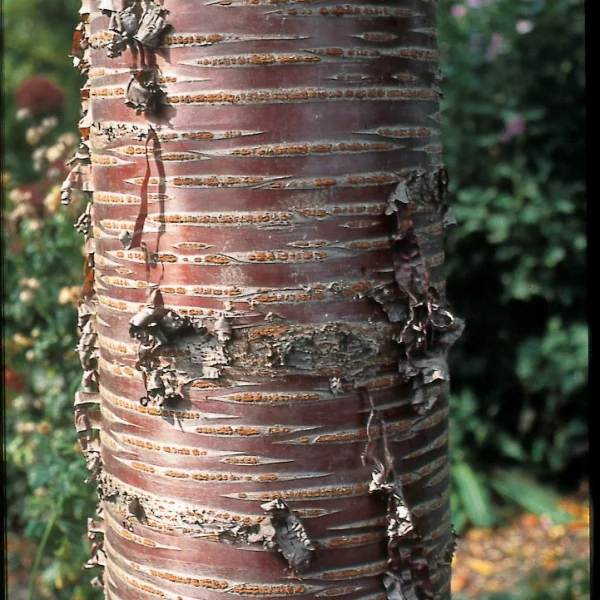 Prunus 'Mahogany Lustre' – Sierkers (cv)