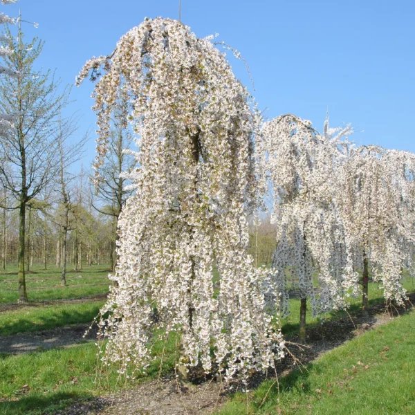 Prunus 'Snow Fountains' – Treursierkers