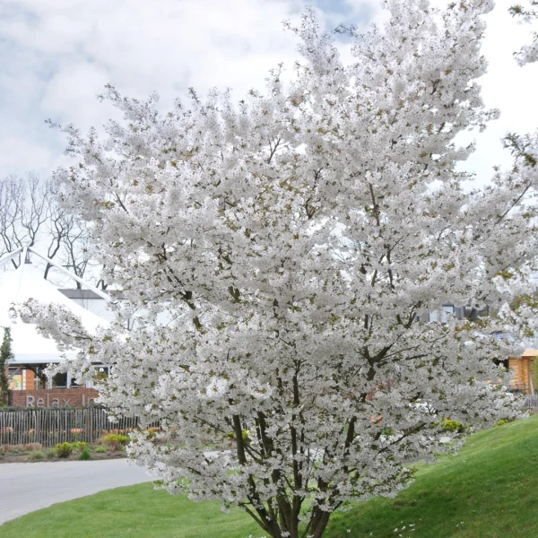 Prunus 'The Bride' – Sierkers (cv)