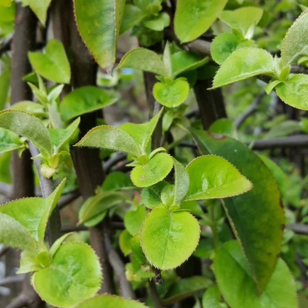 Pseudocydonia sinensis – Chinese kweepeer