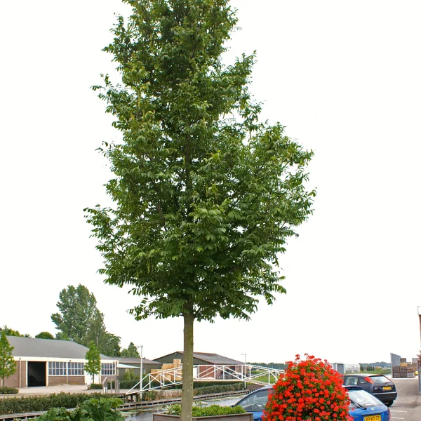 Pterocarya rhoifolia KYOTO CONVENTION ('Bokravention') – Vleugelnoot (cv)