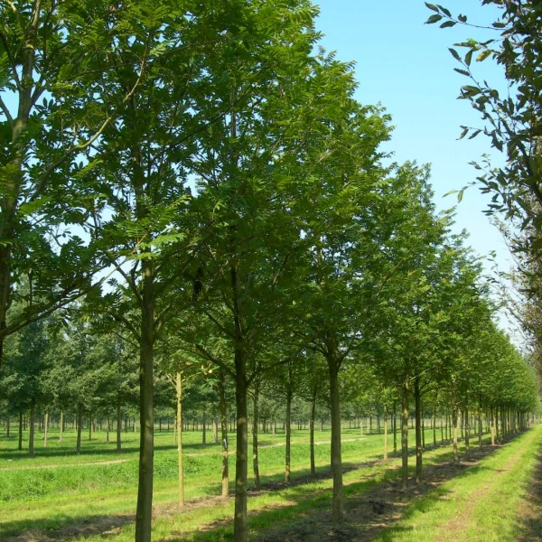 Pterocarya stenoptera – Chinese vleugelnoot