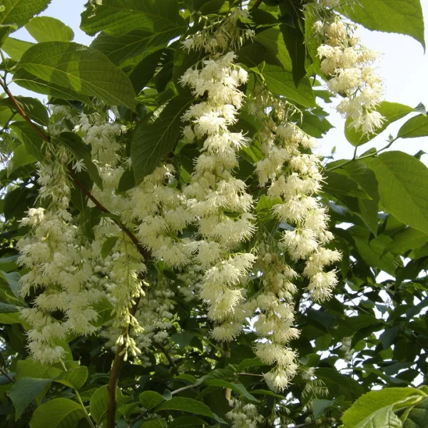 Pterostyrax hispida – Vleugelstorax, Epaulettenboom