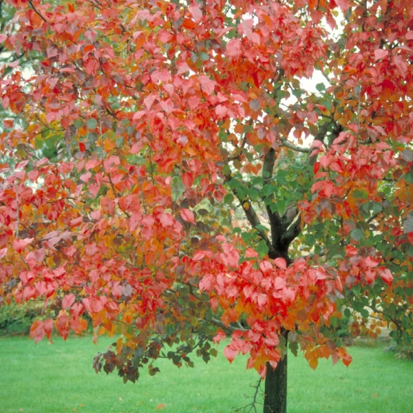 Pyrus calleryana 'Autumn Blaze' – Sierpeer (cv)
