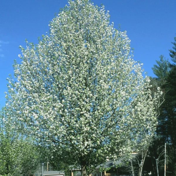 Pyrus calleryana 'Bradford' – Sierpeer (cv)
