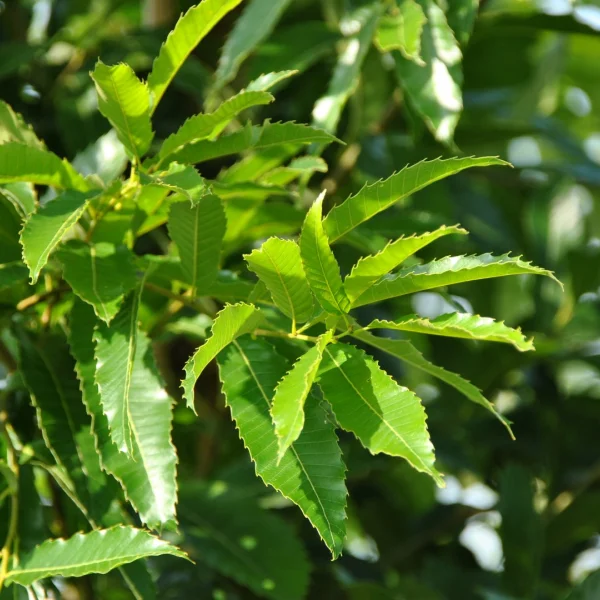 Quercus acutissima – Gezaagdbladige eik