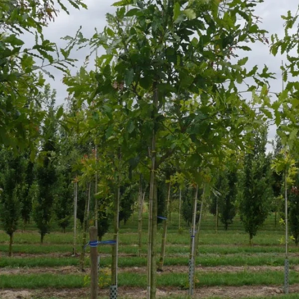 Quercus alba 'Longigemma' – Witte eik (cv)