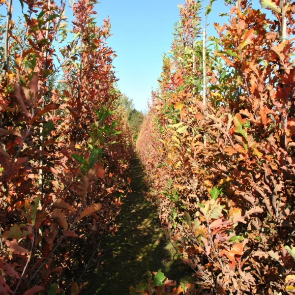 Quercus ×bimundorum CRIMSON SPIRE ('Crimschmidt') – Zuilvormige eik (cv)