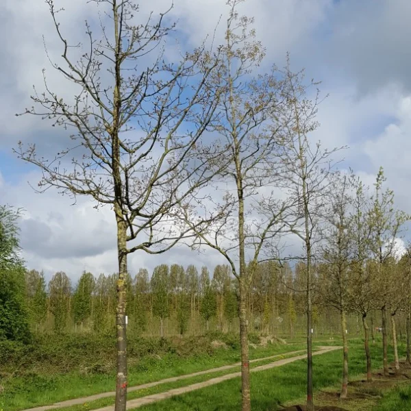Quercus canariensis – Algerijnse eik