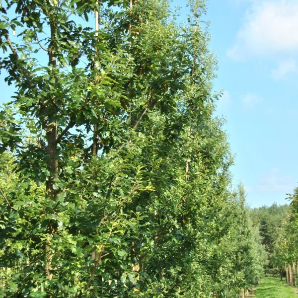 Quercus cerris 'Marvellous' – Moseik (cv)