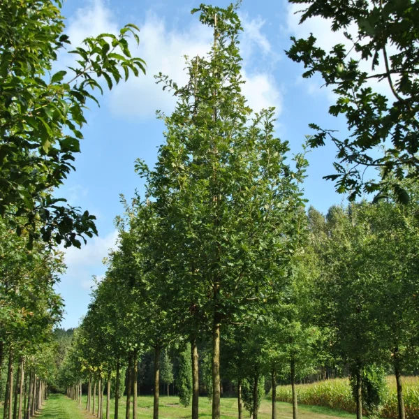 Quercus frainetto 'Trump' – Hongaarse eik (cv)