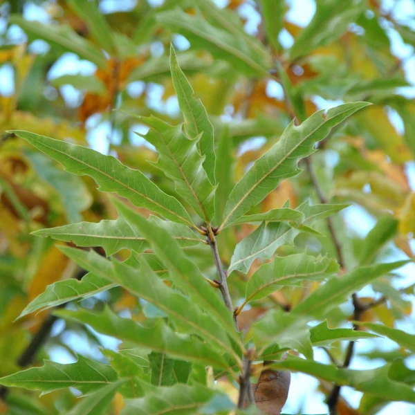 Quercus ×heterophylla – Verschillendbladige eik
