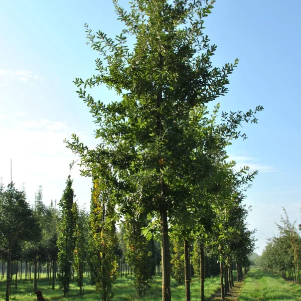 Quercus ×hispanica 'Ambrozyana' – Spaanse eik (cv)