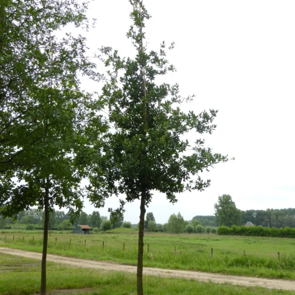 Quercus ×hispanica 'Lucombeana' – Spaanse eik (cv)