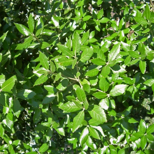 Quercus ×hispanica 'Waasland' – Spaanse eik (cv)