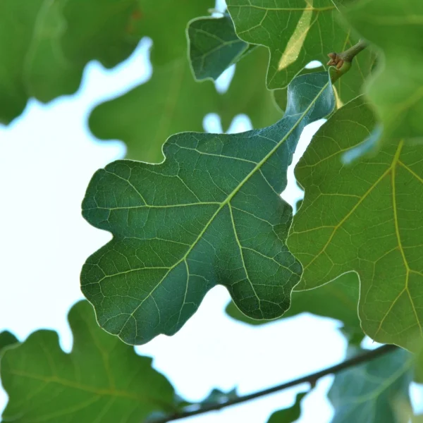 Quercus marilandica