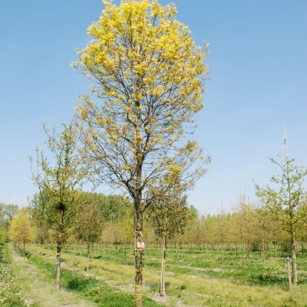 Quercus palustris 'Compacta' – Bol-moeraseik (cv)