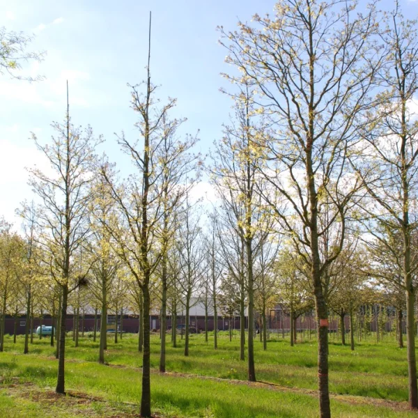Quercus palustris 'Fastigiata' – Zuil-moeraseik (cv)
