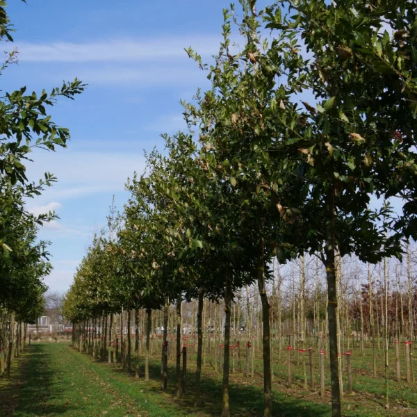 Quercus rhysophylla 'Maya'