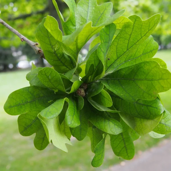 Quercus robur 'Cristata' – Zomereik (cv), Inlandse eik (cv)
