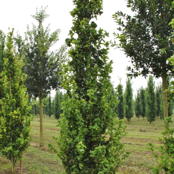 Quercus robur 'Facrist' – Piramidale eik, Zuileik (cv)