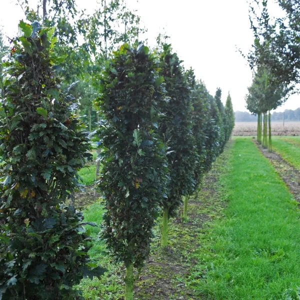 Quercus robur 'Menhir' – Piramidale eik, Zuileik (cv)