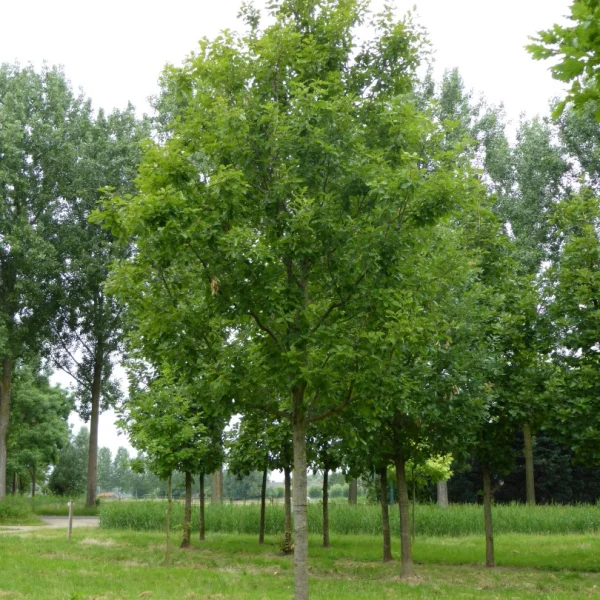 Quercus robur 'Spessart' – Zomereik (cv), Inlandse eik (cv)